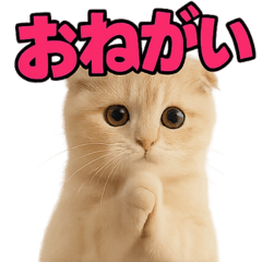 [LINEスタンプ] 子猫verスコティッシュフォールド2