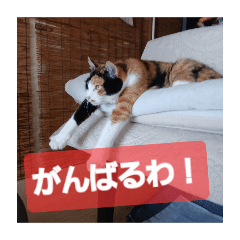 [LINEスタンプ] きじ円ちのにゃんずたち