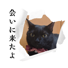 [LINEスタンプ] 愛猫の日常スタンプ.2