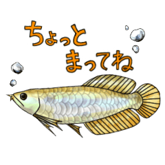 [LINEスタンプ] アロワナちゃんたち