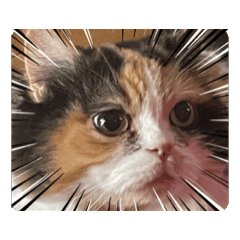 [LINEスタンプ] ルーシーLuc[k]y 