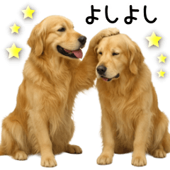 [LINEスタンプ] ゴールデンレトリバー☆優しさ・思いやり