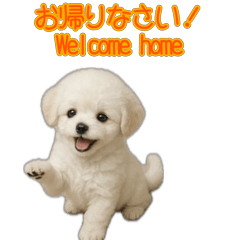 [LINEスタンプ] 白いプードルのご挨拶スタンプ