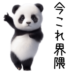 [LINEスタンプ] 踊る！今これパンダ