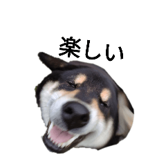 [LINEスタンプ] 柴犬 デカ文字 フェル 毎日可愛い 黒柴