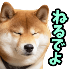 [LINEスタンプ] 名古屋弁☆柴犬