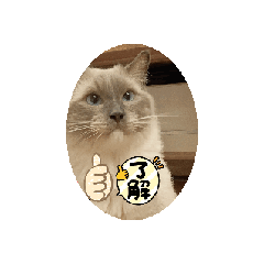 [LINEスタンプ] たぬき似ラグドールのスタンプ1 