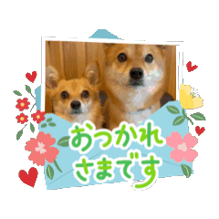 [LINEスタンプ] 動くスタンプ◆すだちくんとかぼすくん 
