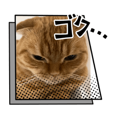 [LINEスタンプ] タロジロニャンズ
