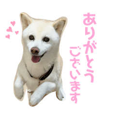 [LINEスタンプ] 白柴のあられ2
