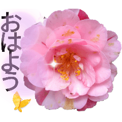 [LINEスタンプ] I LOVE♥CAMELLIA