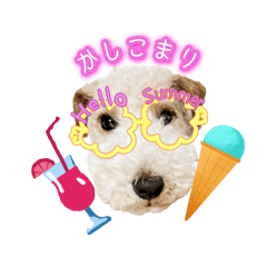 [LINEスタンプ] はっぴぃテリアの夏だぁsummerだぁ