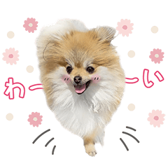 [LINEスタンプ] [うちの子スタンプ]
