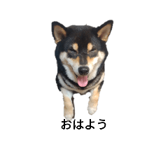 [LINEスタンプ] 柴犬 フェル 黒柴 毎日可愛い癒される