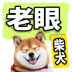 [LINEスタンプ] 老眼でも見える柴犬スタンプ