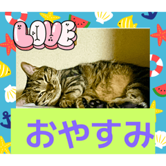 [LINEスタンプ] 普段使いの猫スタンプ#あいさつ#猫