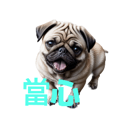 [LINEスタンプ] パグ C