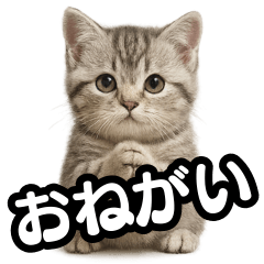 [LINEスタンプ] 日常会話verマンチカンの子猫