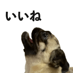 [LINEスタンプ] 挨拶パグ