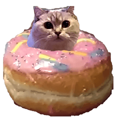 [LINEスタンプ] 猫ミーム【ドーナツ猫】Q