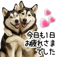 [LINEスタンプ] シベリアンハスキー★毎日の思いやり♡