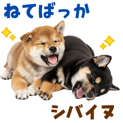 [LINEスタンプ] 寝てばっか柴犬