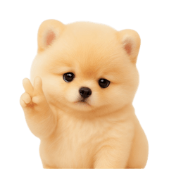 [LINEスタンプ] かわいいぽっちゃりポメラニアン （NT）