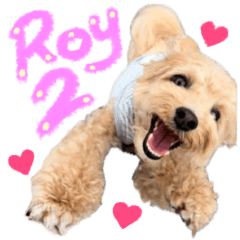 [LINEスタンプ] マルプーのRoyくん 2