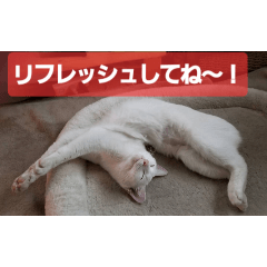 [LINEスタンプ] Y家の喜劇