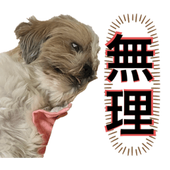 [LINEスタンプ] シーズー犬 ぽんず（ぽんぱんぱんずー）の画像（メイン）