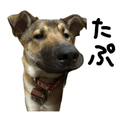 [LINEスタンプ] 雑種犬キューブ スタンプ