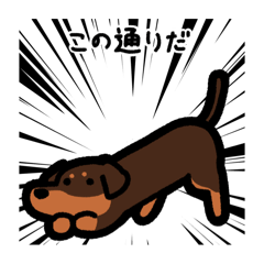 [LINEスタンプ] いつでも使えるダックス（チョコタン）