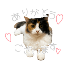 [LINEスタンプ] モコちゃんスタンプ⭐︎