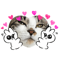 [LINEスタンプ] かわいいまめちがいっぱい
