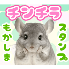 [LINEスタンプ] チンチラが伝えるMOFUな日常
