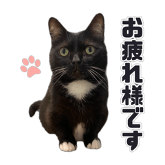 [LINEスタンプ] PARK72ネコCAFE 公式スタンプ