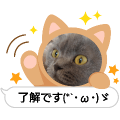 [LINEスタンプ] 2025年ぬこたち
