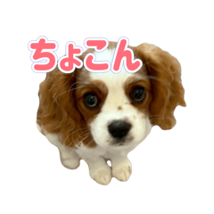 [LINEスタンプ] ぺこのにちじょうほんわかすたんぷ
