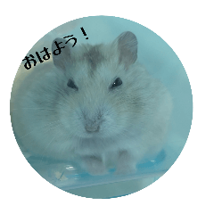 [LINEスタンプ] 毎日使える♪ハムスタースタンプ