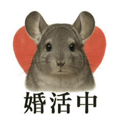 [LINEスタンプ] 【婚活】恋するチンチラのリアルなライン