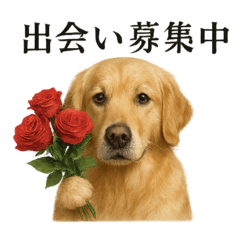 [LINEスタンプ] 【婚活】恋するゴールデンレトリバー