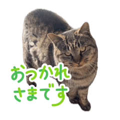 [LINEスタンプ] よもぎ猫のLINEスタンプ