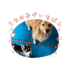 [LINEスタンプ] いつも一緒の犬 