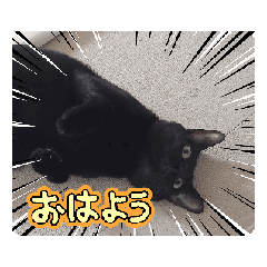[LINEスタンプ] 愛猫の日常スタンプ.Animation