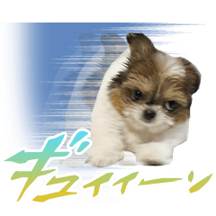 [LINEスタンプ] チワワのモカとチワシーのゆずぽんず