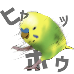 [LINEスタンプ] セキセイインコの普段使い 第3弾