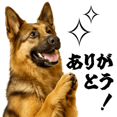 [LINEスタンプ] シェパード★即返信！毎日使えるスタンプ