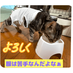 [LINEスタンプ] 猫がいる毎日#猫#あいさつ