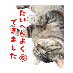 [LINEスタンプ] よもぎ猫スタンプ X