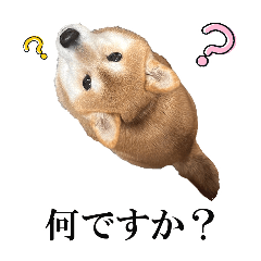 [LINEスタンプ] 【柴犬コタロー】自由気ままな日常生活